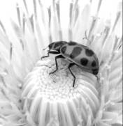 ladybeetle.jpg