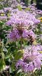 Bees in the pollinator gardens
