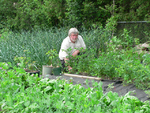 A member in the community gardens